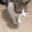 :catdead