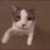 :catkiss