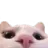 :catlurk